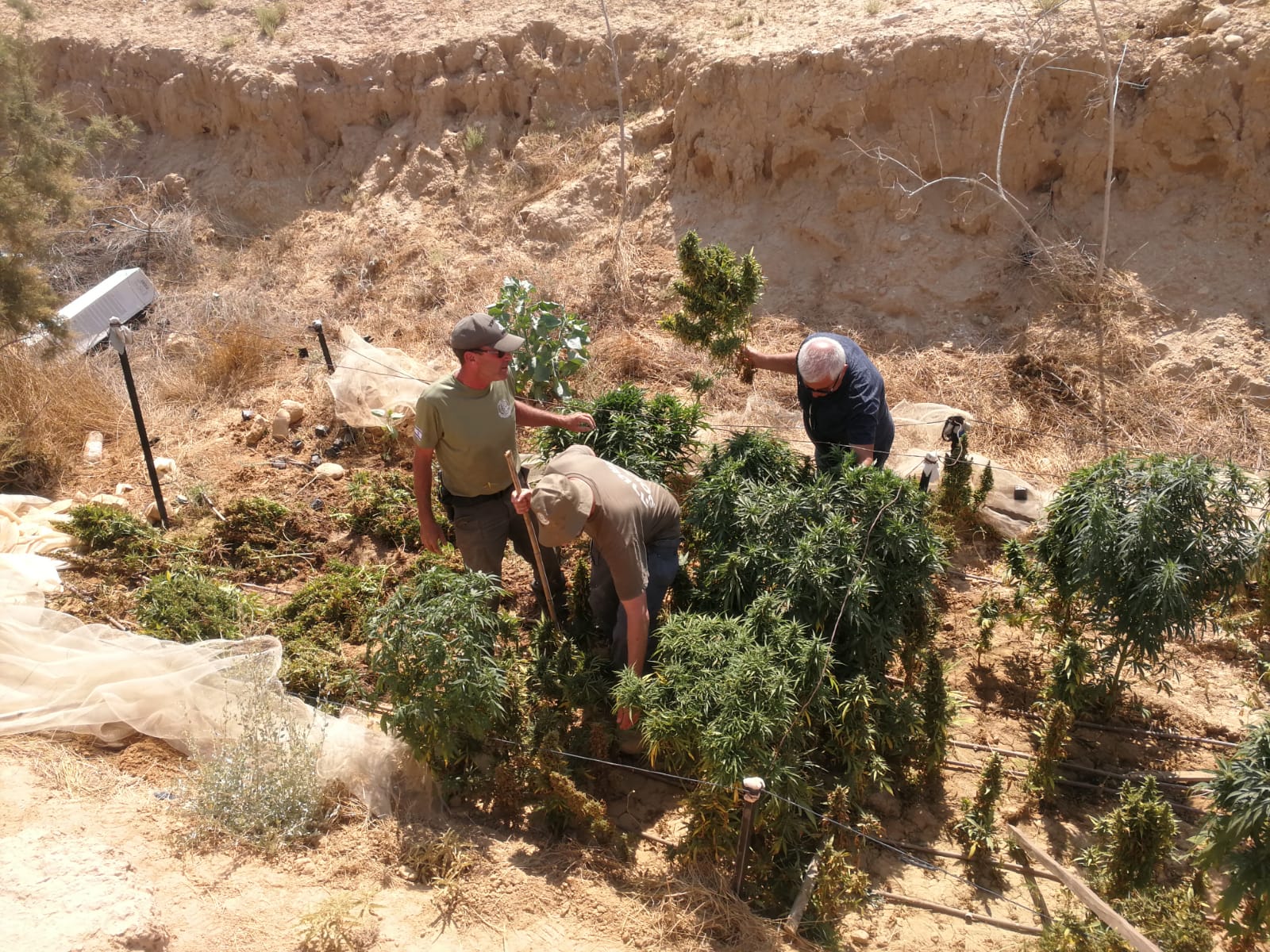 אלף שתילים הוסתרו תחת רשתות הסוואה (צילום: דוברות המשטרה)