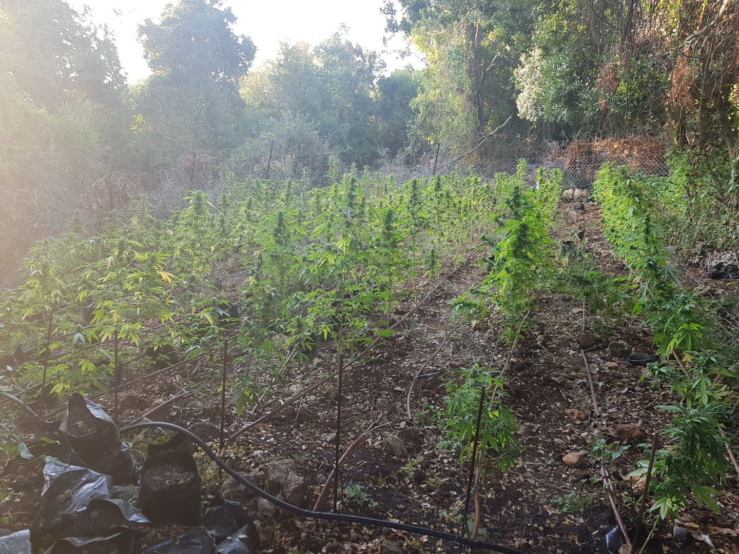שתילי הסם שנחשפו 