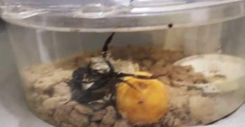 חשד: אסיר תכנן לתקוף אסיר אחר באמצעות עקרב ארסי