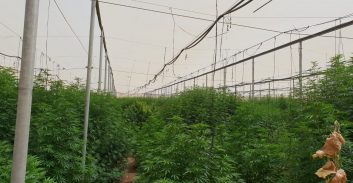 אישום: מושבניק גידל כמעט שלושה טון מריחואנה במסווה של מלפפונים