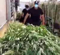 עד 32 חודשי מאסר למגדלי 5.5 טון מריחואנה במושב ניצני עוז