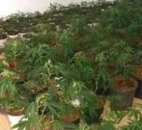 אישום: גידל שתילי קנאביס בארון בגדים