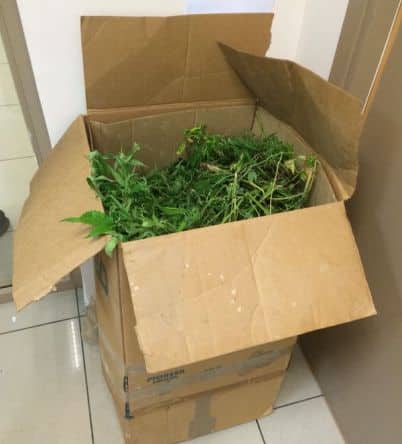 arugot marihuana - 3-2014