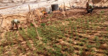 בדואית בת 30 חשודה בגידול 2,310 שתילי קנאביס בנגב