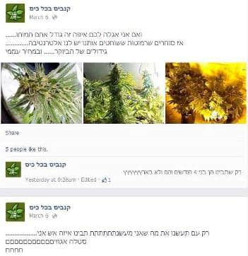 cannabis oketz 2