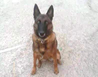 dog