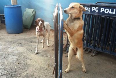 dogs2