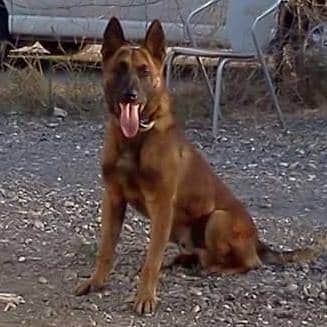 doro kelev