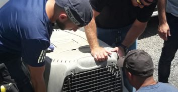 כפר כנא: בן 19 נעצר בחשד לארגון קרבות כלבים