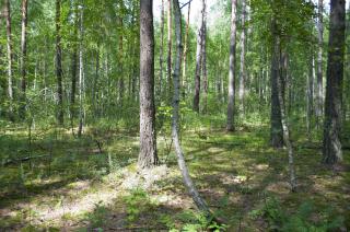 forest