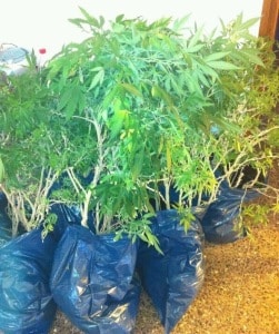 grass geza 250