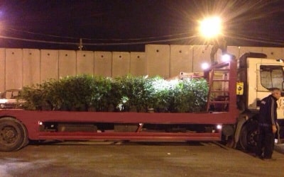 grass tul karem