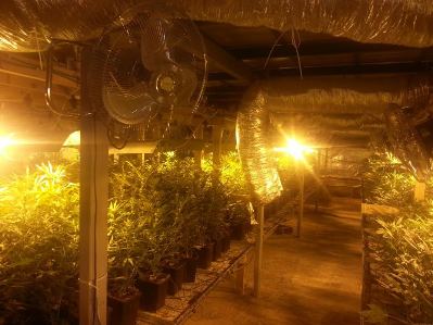 hidro marihuana shtilim kfar kasem2