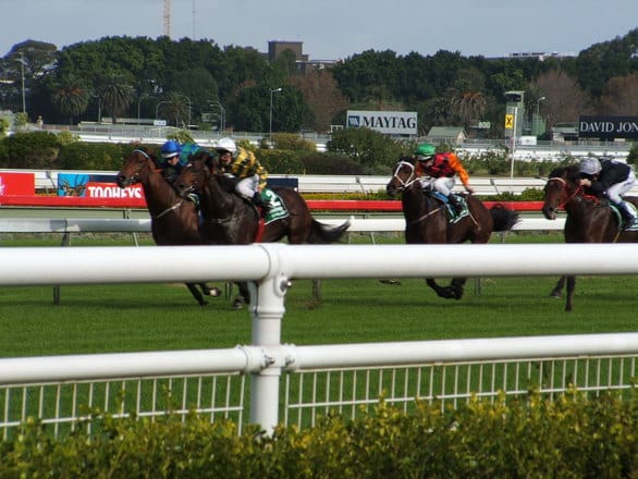 horse race freepik