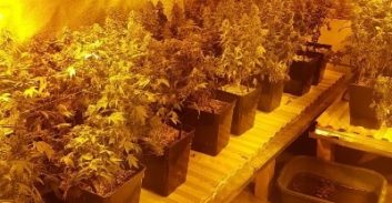 עבודות שירות למוכר למשטרה שגידל 420 שתילי קנאביס