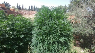 marihuana57 2