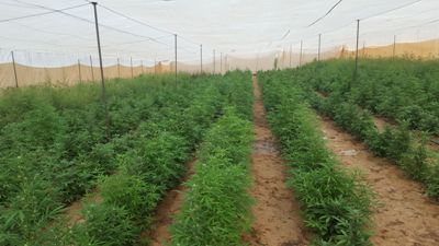 marihuana6