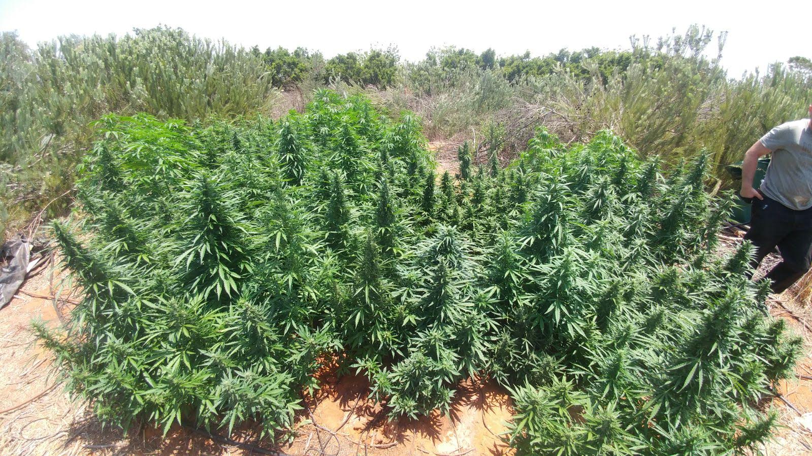 marihuana 7 7 17