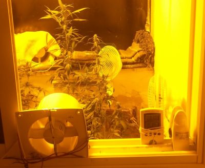 marihuana bakvixa1 ashdod