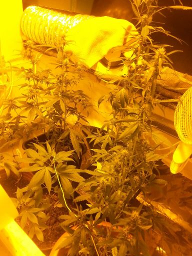 marihuana bakvixa2 ashdod