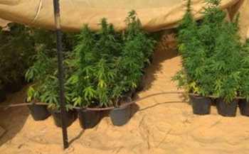 marihuana hamama