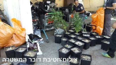 marihuana hidro kiriat ata