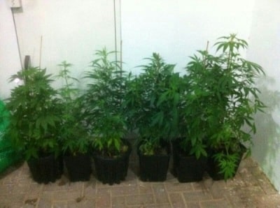 marihuana ilus