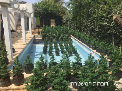 marihuana kesarya