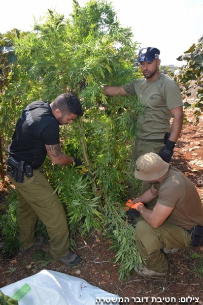 marihuana kiwi