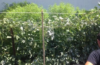 marihuana moshav avigdor1