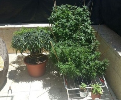 marihuana netanya