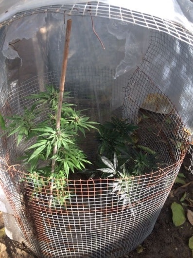marihuana shuna