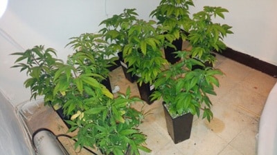marihuana tel aviv