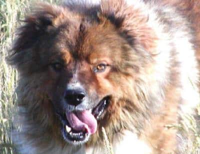 roe kavkazi