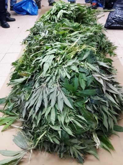 samim marihuana400