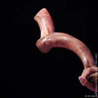 shofar