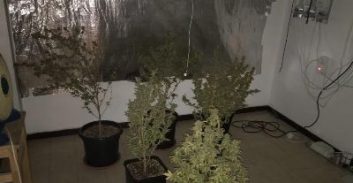 עבודות של"צ לנאשם שגידל קנאביס כדי להתמודד עם תסמונת טורט