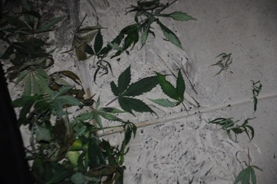 srefa hidro5