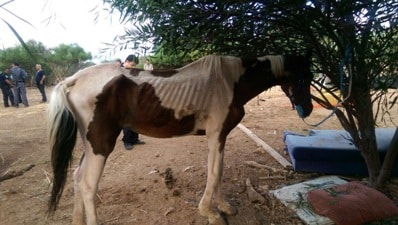 sus ramat gan1