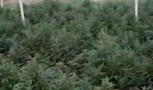 מאסר ל"פועלים" שגידלו 6,000 צמחי מריחואנה, "הבוס" עדיין חופשי