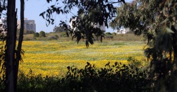 המנהלים לשעבר של מתחם פי גלילות מזרח יקבלו 2.5 אחוז מהקרקע