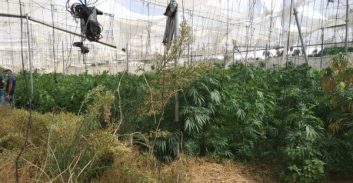 מושב שלווה: הסדר טיעון לאב ובנו שגידלו מאות ק"ג קנאביס