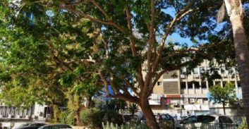 מעקב "פוסטה": הוועדה המחוזית ביטלה את תוכנית המגדלים בקרית ספר