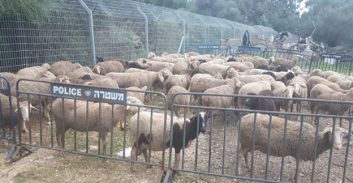 העונש לקטין שגנב ממשקים חקלאיים 56 כבשים בנסיבות של התעללות