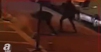 חיסול באיסנטבול: הרוג ופצוע מכפר יסיף המזוהים עם ארגון נעימי/חרירי