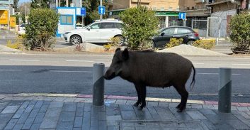 השופט פסל עצמו מדיון בעתירה נגד ציד חזירי-הבר בחיפה: "דעתי ננעלה"