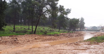 מחוז חיפה: אושרה גריעת 72 דונם משטחי יער אלונה ויער מצר