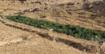 כוחות מג"ב השמידו יותר מ-10,000 שתילי קנאביס ב-18 חממות שנחשפו בנגב