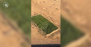 מהאוויר וביבשה: כוחות משטרה איתרו והשמידו כמויות ענק של מריחואנה בנגב